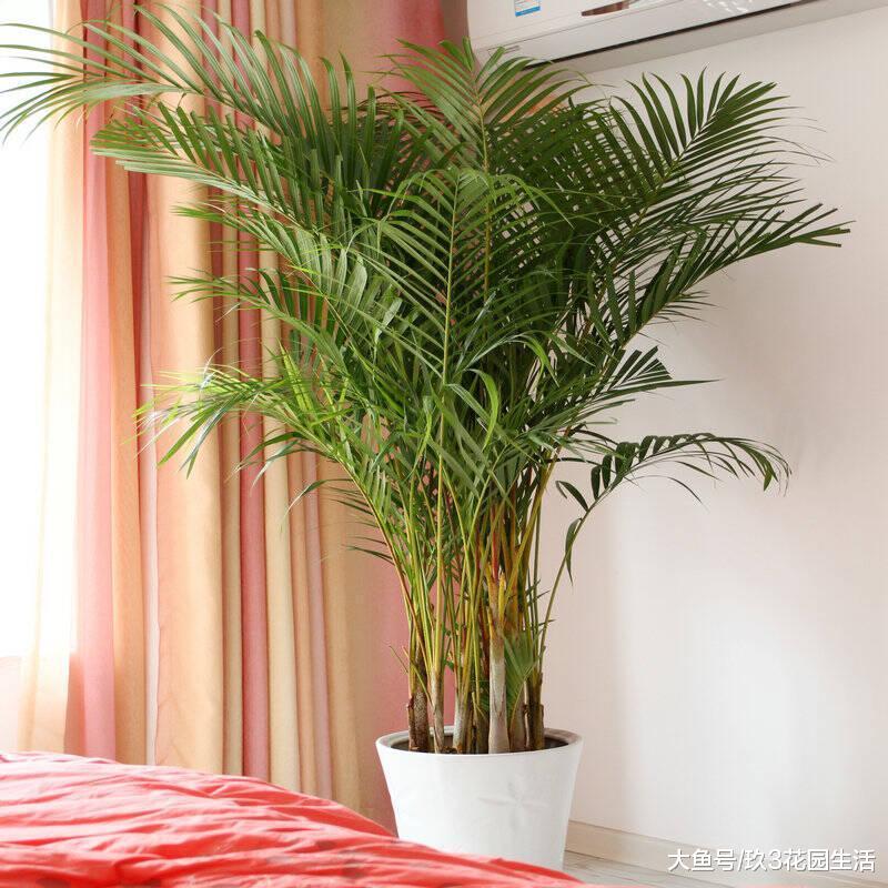 办公区里的那些个明星绿植——散尾葵