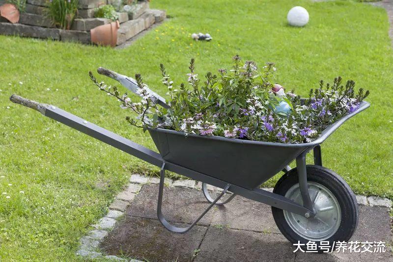 废弃的独轮车养成好看的花坛, 22个创意帮你实现养花梦