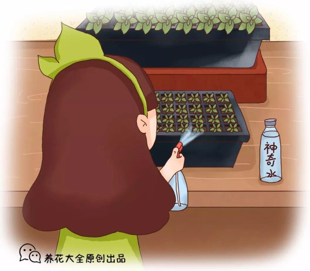 给花喝点神仙水, 大白根蹭蹭长, 秒变100盆