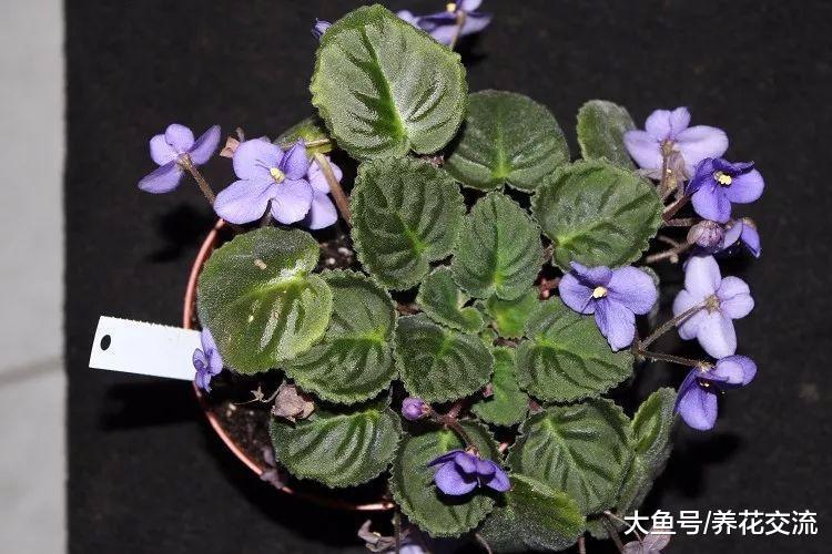 家里过年的时候养这几种花卉, 小阳台都能变成空中花园