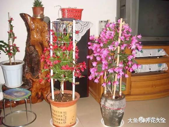 春天一到, 蟹爪兰花树又开了, 叶绿花艳, 看了就挪不动眼