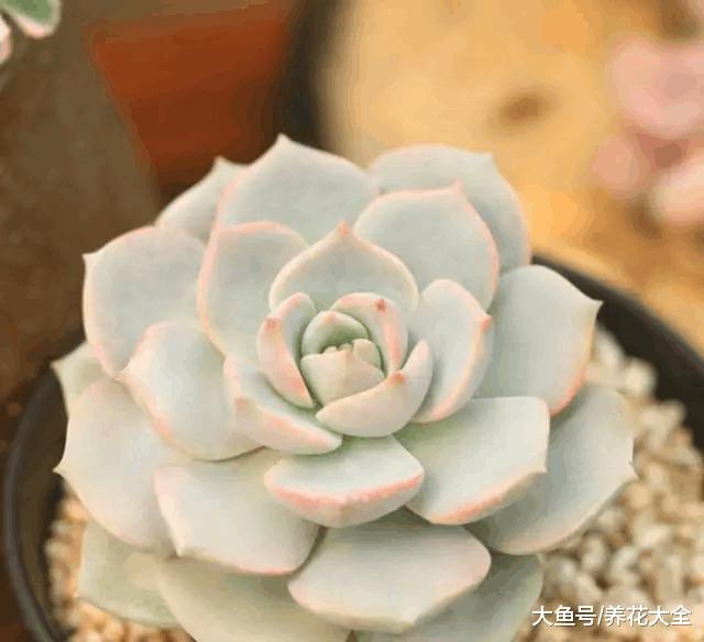 开春多肉乱浇水, 越浇死的越快, 看看你的方法对不对!