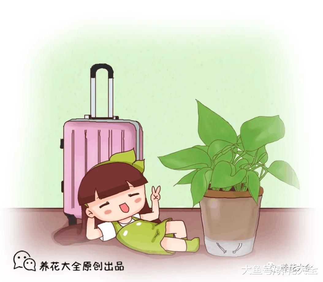 2层套盆养绿萝, 只要1根棉线, 1年不浇水也蹭蹭长!