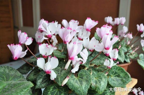 家里养盆仙客来, 开花喜庆又漂亮, 花朵能开到5月份