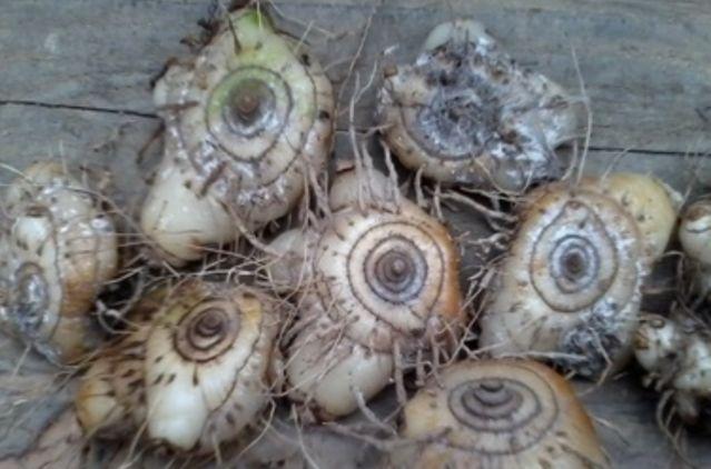 农村里常见的农作物, 一斤可卖300元, 农民称它为摇钱树