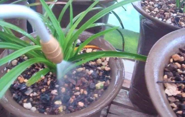 拿烟来养花, 不生一只虫, 花还呼呼长, 效果贼好!