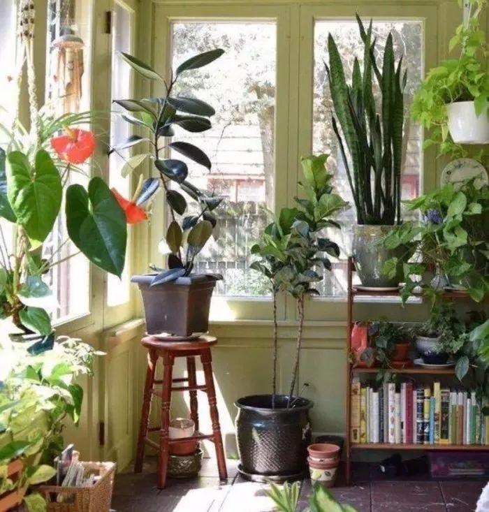 家里摆上花, 才有生机, 才算是个家!