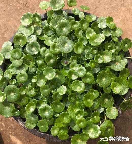 这5种花就喜欢水, 越浇越爆盆, 一缺水就蔫巴巴!