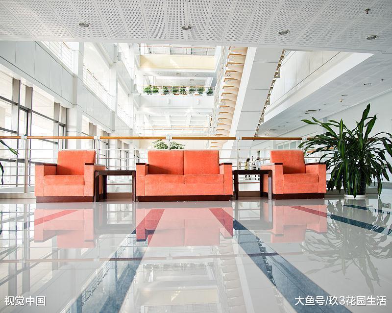 办公室的植物养不好常见的四种原因