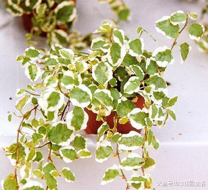 家居养花之净化空气——斑叶薜(bi)荔