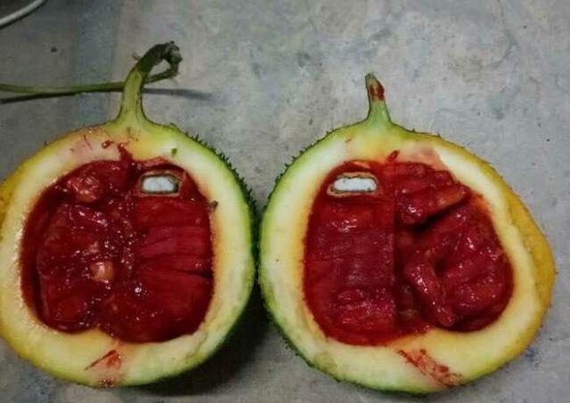 这种植物你见过吗? 农村孩子当球踢, 城里人却高价购买!