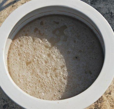 浇水时兑点它, 叶子想绿就绿