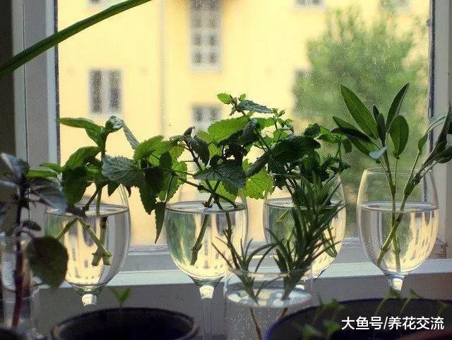 修剪植物剩下的枝条不要丢, 做好这4点, 直接插在土壤中就能活