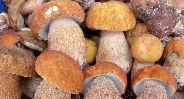 农村人从来都不吃的东西, 在城里的饭店里卖到了好价