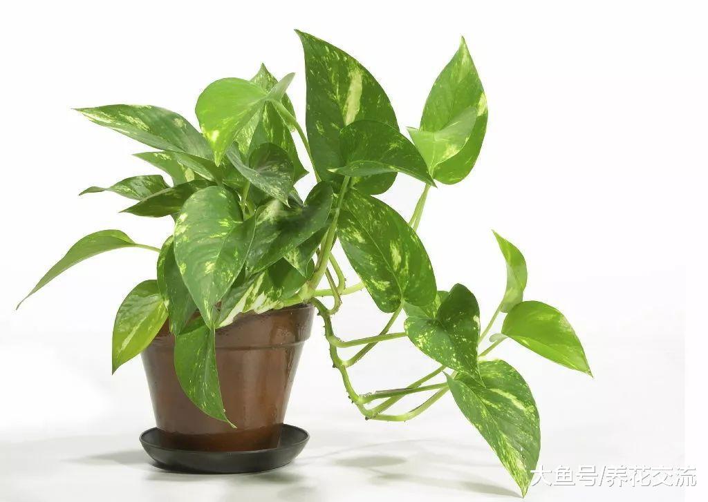 养死上百盆花之后, 朋友濒临死亡的盆栽也能轻松救活