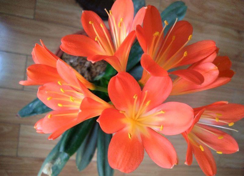 人是气死的, 花是浇死的, 你还不快住手? !