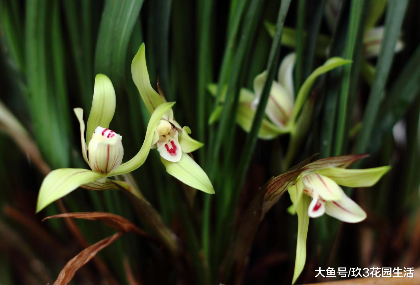 兰花白绢病的预防及其治理