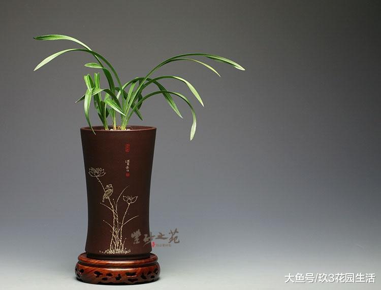 哪些花盆可以用来种植兰花?