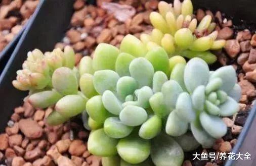 这7种多肉竟原来是香的? 养1盆, 家里天天香甜清新