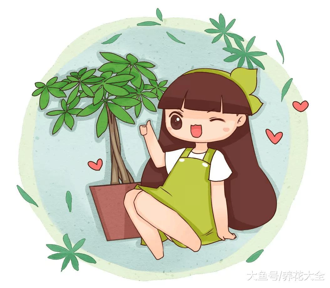 发财树叶子总打卷, 不是招虫就是缺肥!