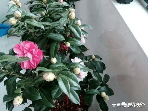 天气变暖养花注意这5项, 家里的花想不爆盆都难