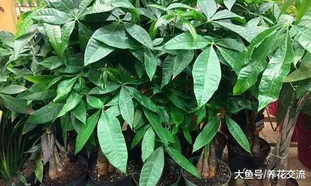 发财树这样养叶片常年都是翠绿的, 根茎还能长成辫子状
