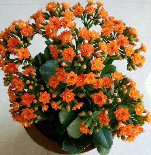 这花10块钱买3盆, 能开一冬天, 想养死都难!