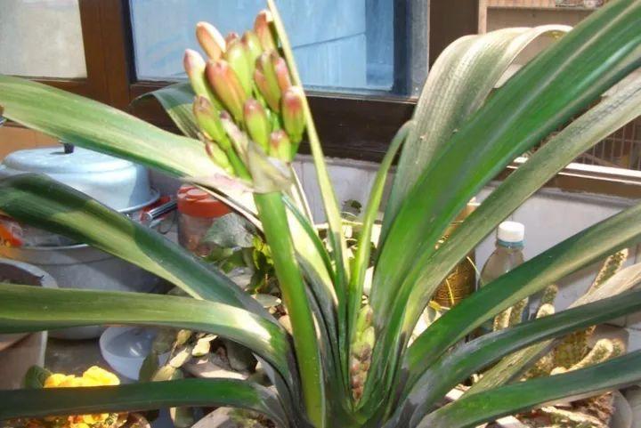 君子兰蝴蝶兰, 低温冻一冻, 开花更多