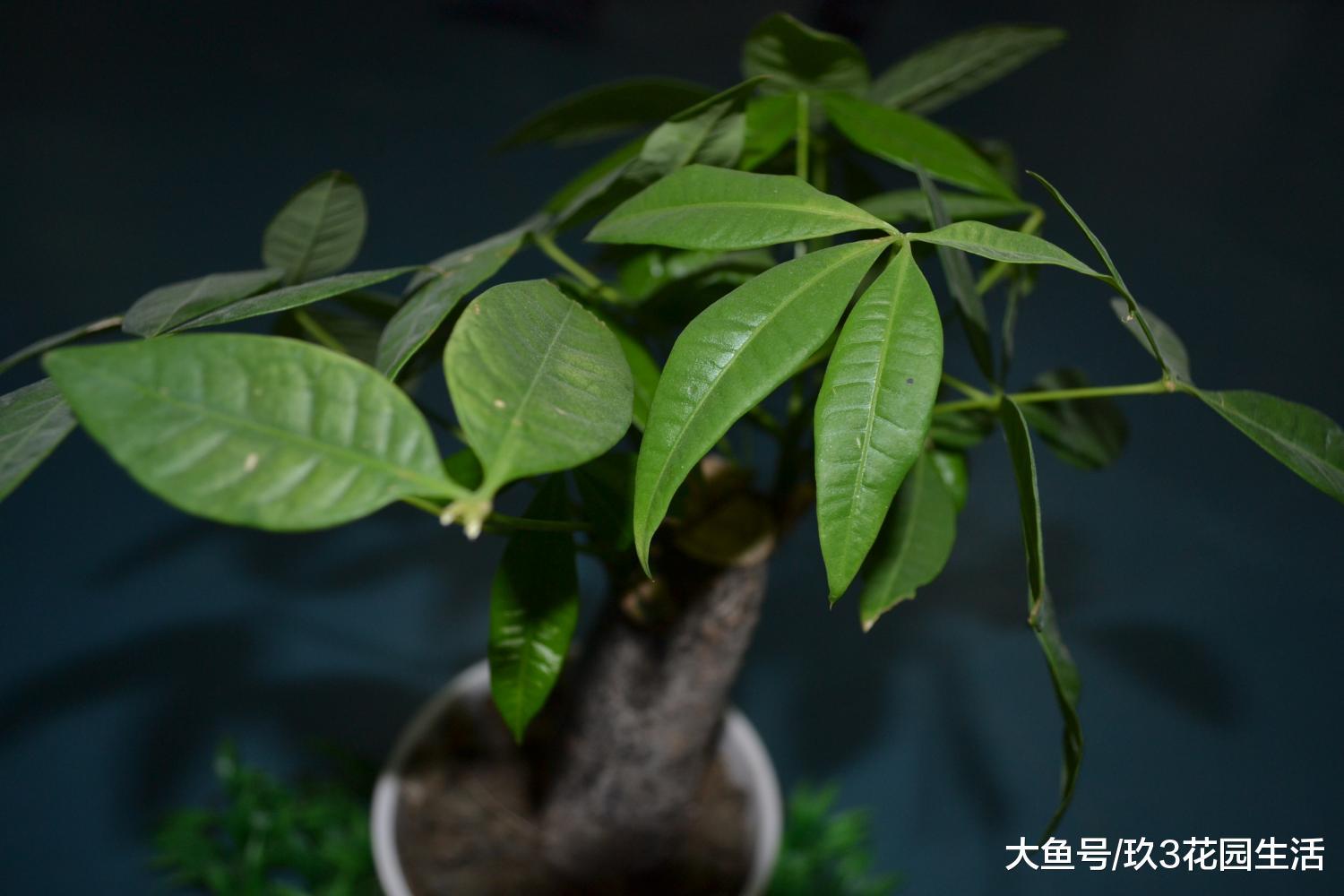 办公区里的那些个明星绿植——发财树