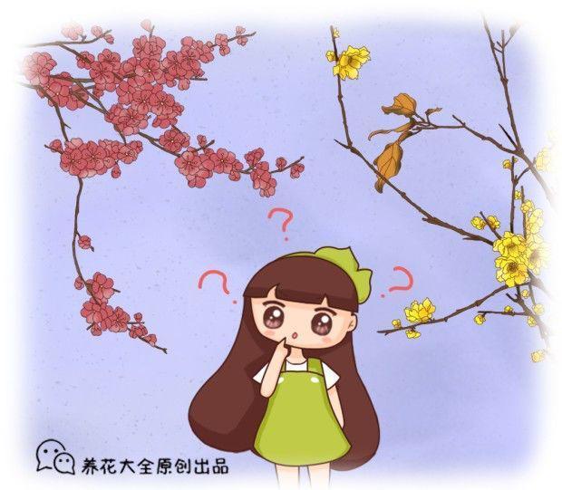 花卉里也有双胞胎, 长得也忒像了! 十个人有九个都认不出!