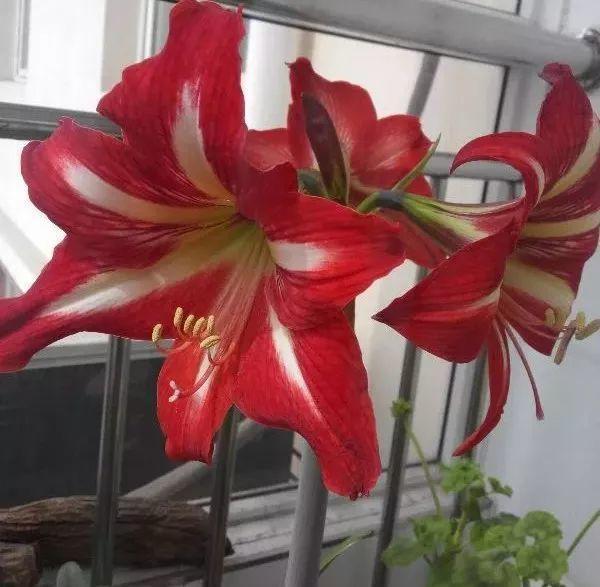 6种洋气的年宵花, 养一盆招财纳福