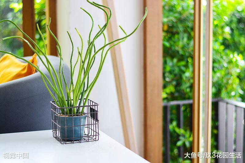 办公室的植物养不好常见的四种原因