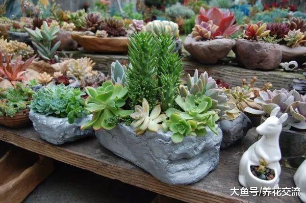 用普通的陶盆打造一个室内多肉植物小景观, 新手也能制作