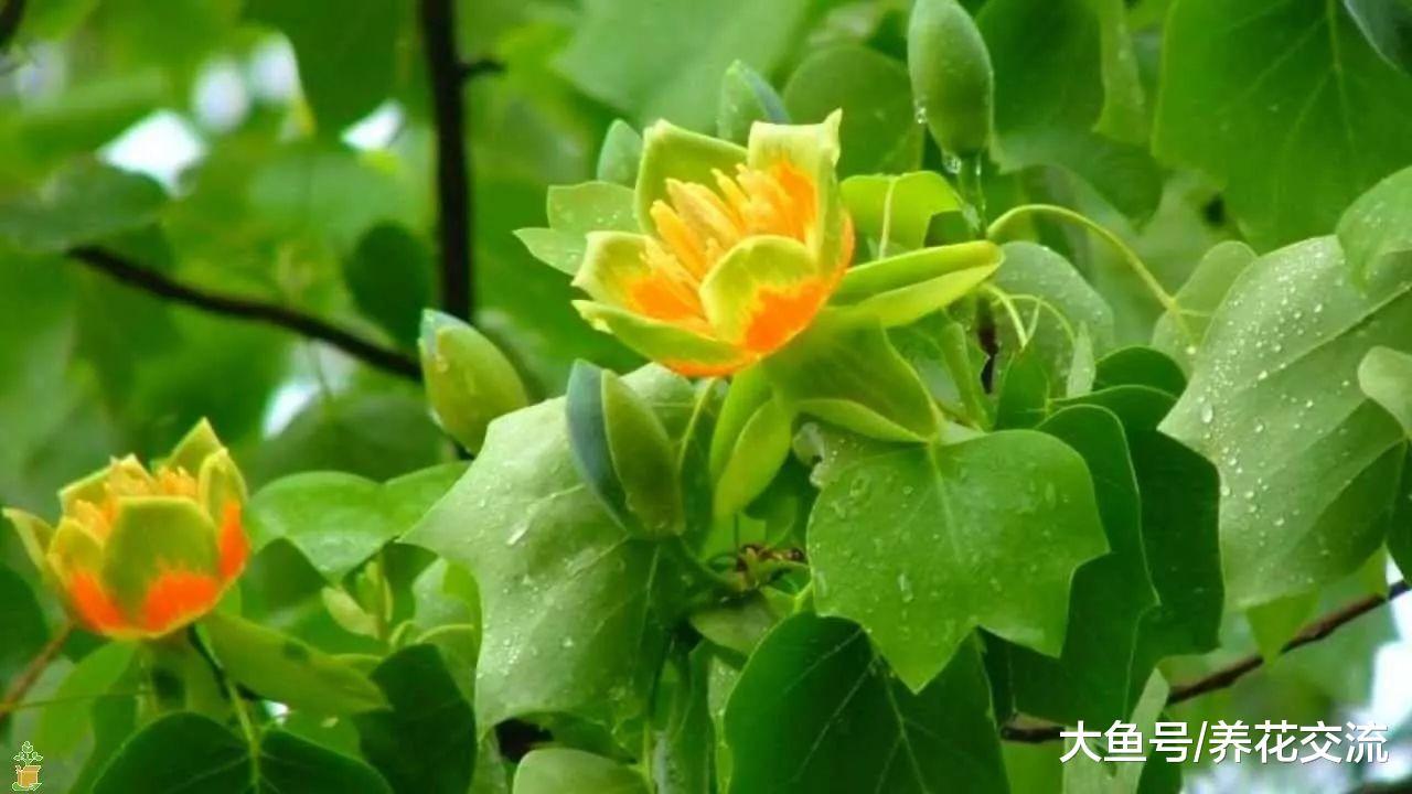 这种长得特瘦的树叶片能不断变色, 花朵长得像透明的郁金香