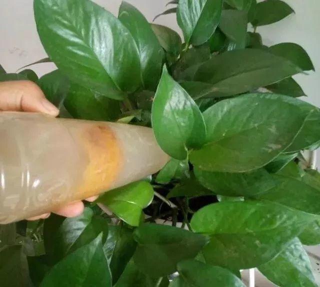 橘子香蕉皮扔盆里, 叶子肥又亮, 眨眼开爆盆!