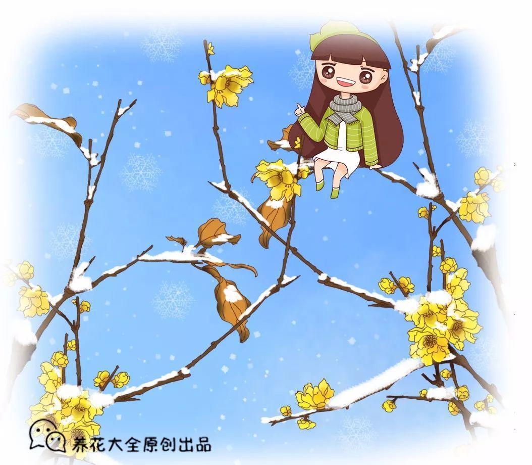 这个冬天, 养一盆雪花, 既能赏雪, 又能看花