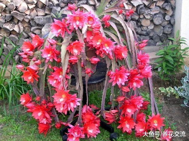 令箭荷花用吊盆养在门口长出莲花一般大的花朵, 朋友看到羡慕不已