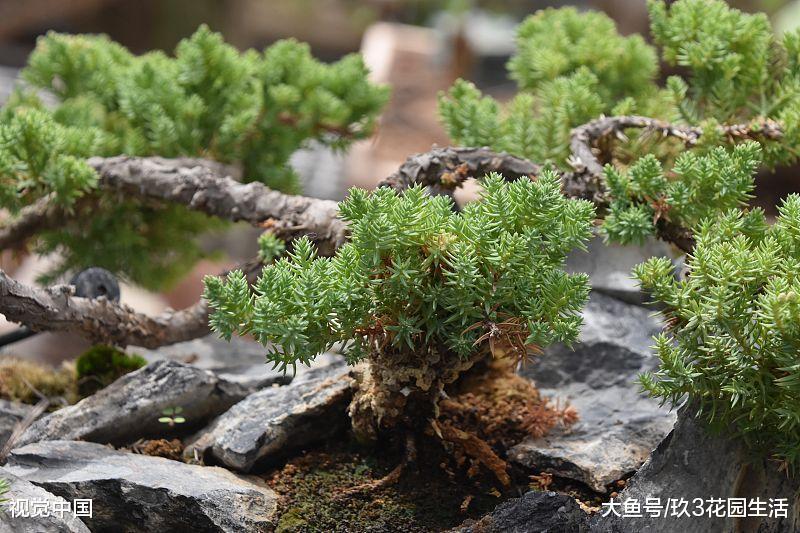 附石类盆景常见的3种形式