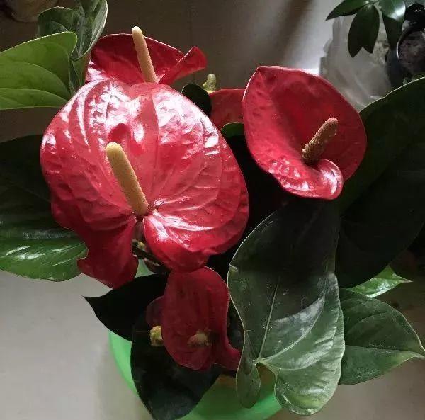 盆里加点它, 一年不用施肥, 叶子又肥又亮, 花色也鲜艳