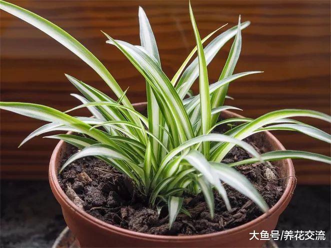吊兰还能开花结果, 一下子就能养几十盆, 你还怕养不活么?