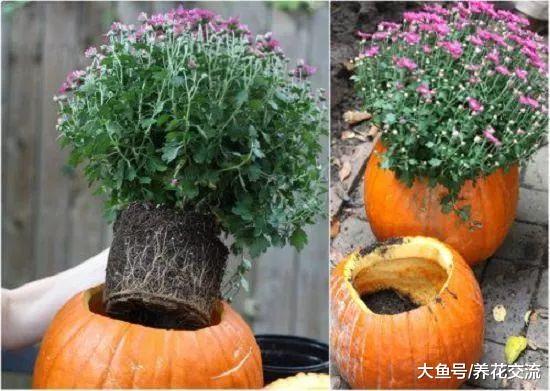 11个迷人的盆栽创意, 整个阳台和院子都是金黄色的花朵