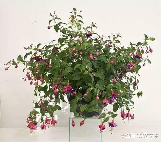 家里这14种绿植养了几年还活着, 没养过花的人都很难养死它们