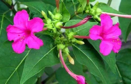 这些植物不仅是赏心悦目, 还能作为自然的天气预报, 涨姿势了!