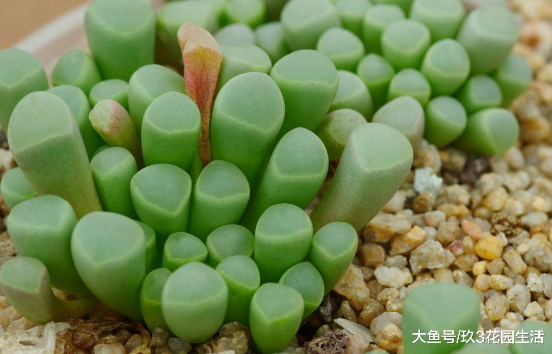 家居养花之多肉植物——五十铃玉