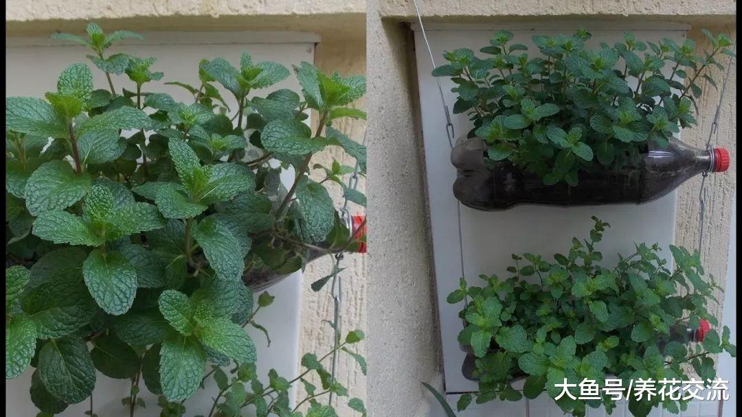薄荷对人体的10大益处, 厨房、阳台都想要种上一盆
