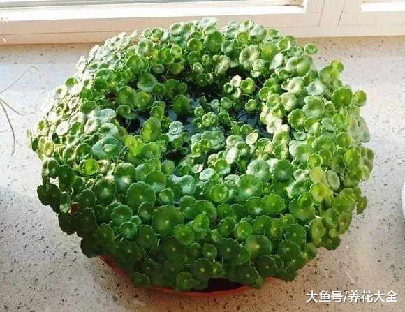 这5种花就喜欢水, 越浇越爆盆, 一缺水就蔫巴巴!