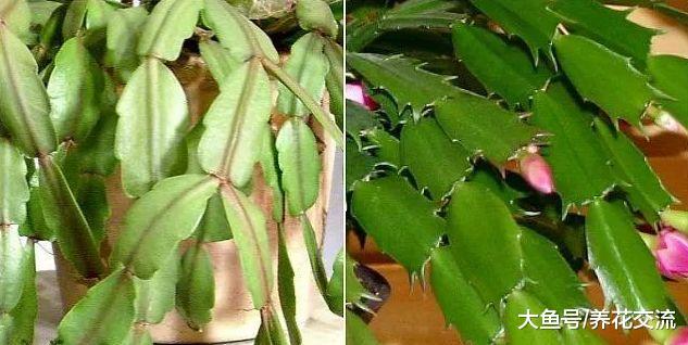 养护蟹爪兰用这些方法, 每年都能开出灿烂的花朵