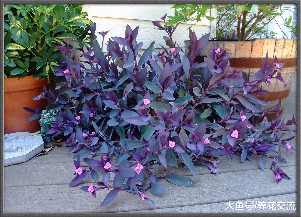 九种养在室内的紫色盆栽观叶植物, 整个室内显得特别神秘、多彩