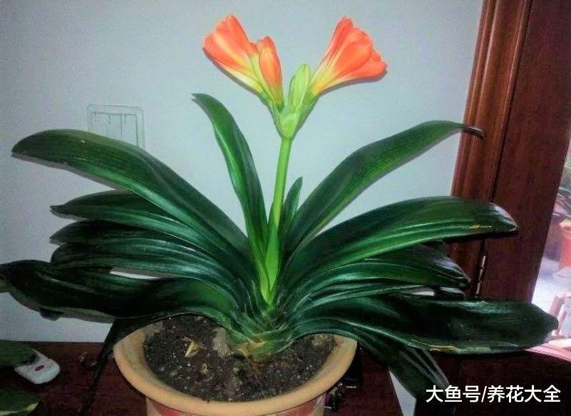 把君子兰关进小黑屋, 夹箭再也不见