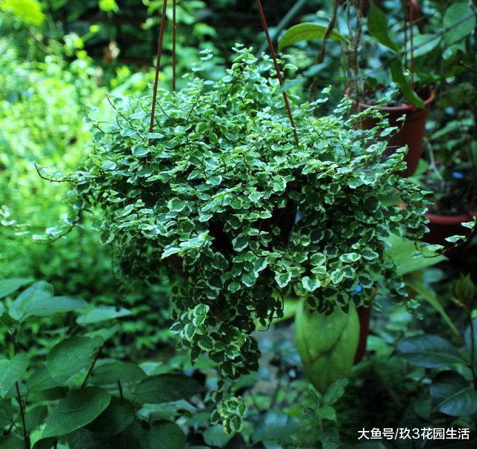 家居养花之净化空气——斑叶薜(bi)荔